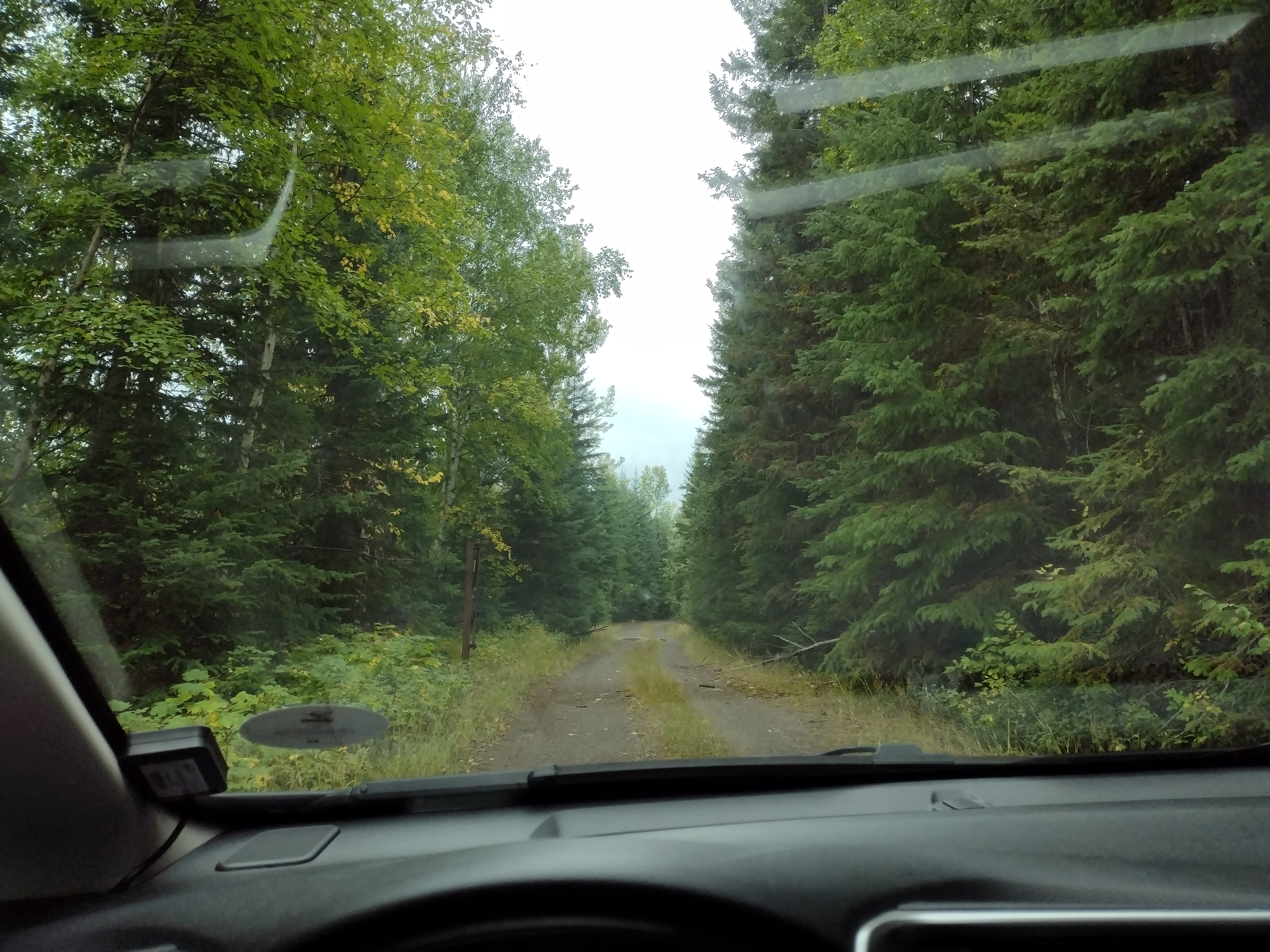 View from inside the car of a two-track road with forest on both sides. The two tracks for tires are gravelly and grey, and there's a green lane in the middle of weeds.
