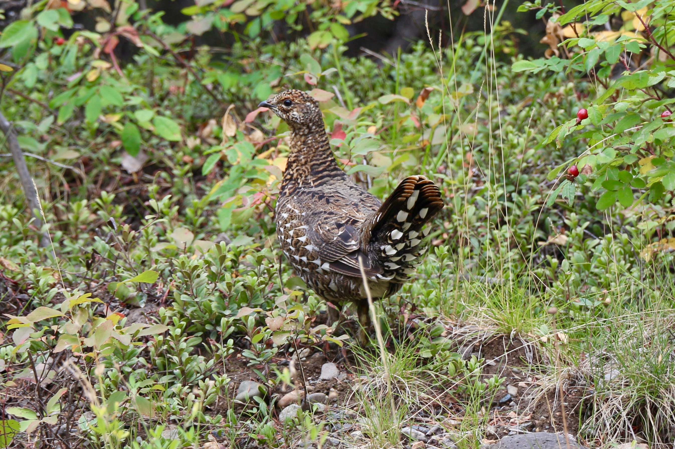 Spruce grouse looking back at me from the ground. There's grass and plants all around. Grouse look kind of like chickens with very intricate feather patterns. This one looks mostly black but with white and brown spots and markings all over its feathers. It has a black tail with white underparts and yellowish tips.
