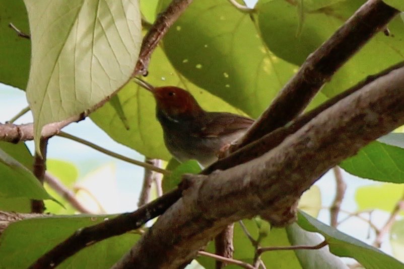 An ashy tailorbird, a tiny brown-headed bird perched on a branch surrounded by foliage.
