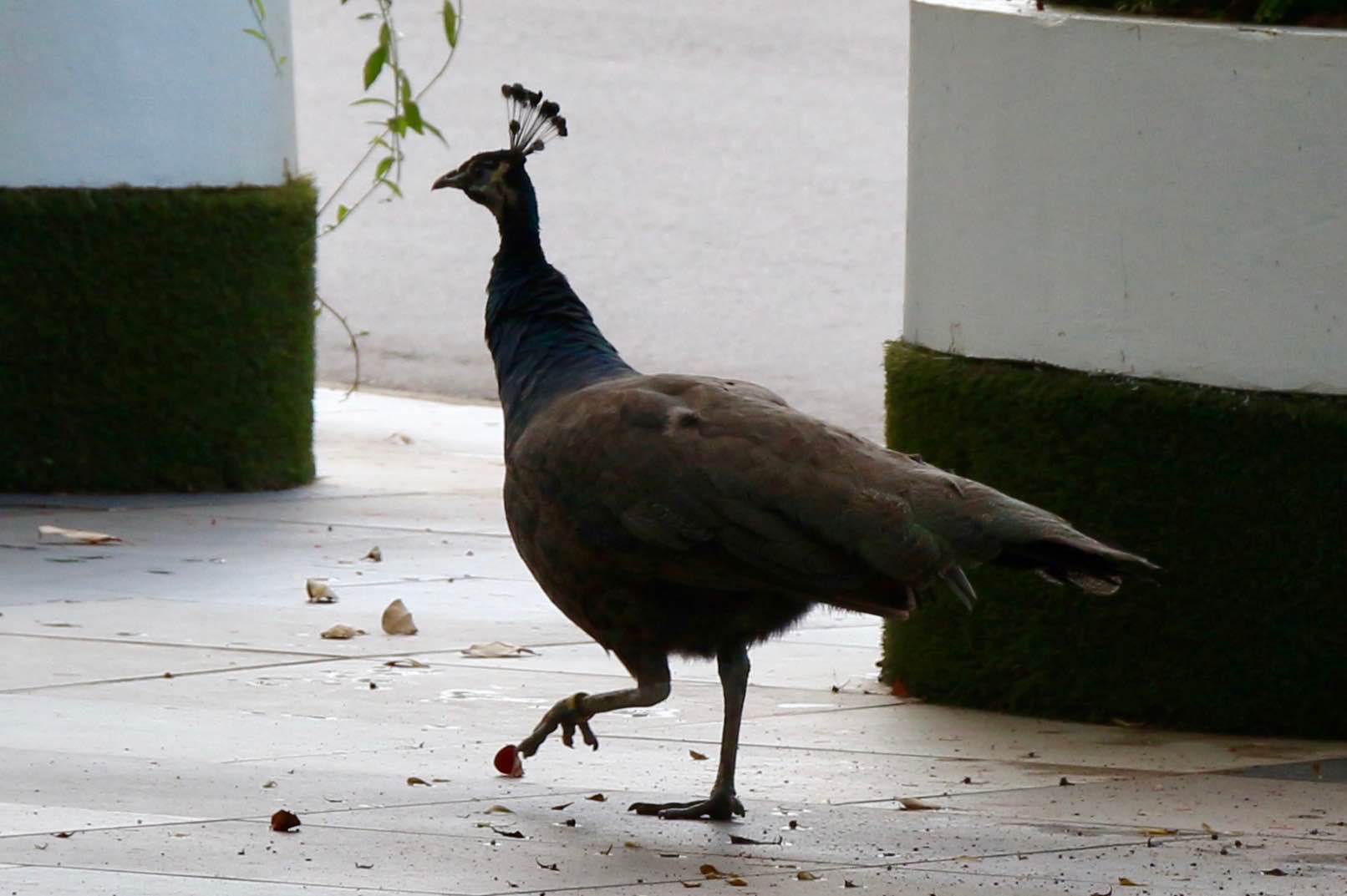 A blue peafowl struts on a sidewalk with its distinctive fan-shaped crest silhouetted against the road. It's probably a female because it doesn't have the impressive, long tail feathers of the male.

