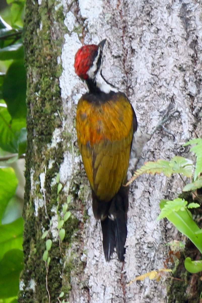 A common flameback on a tree trunk, probably looking for grubs. It is a large woodpecker with bright golden back feathers, as the name suggests, and a bright red crown.
