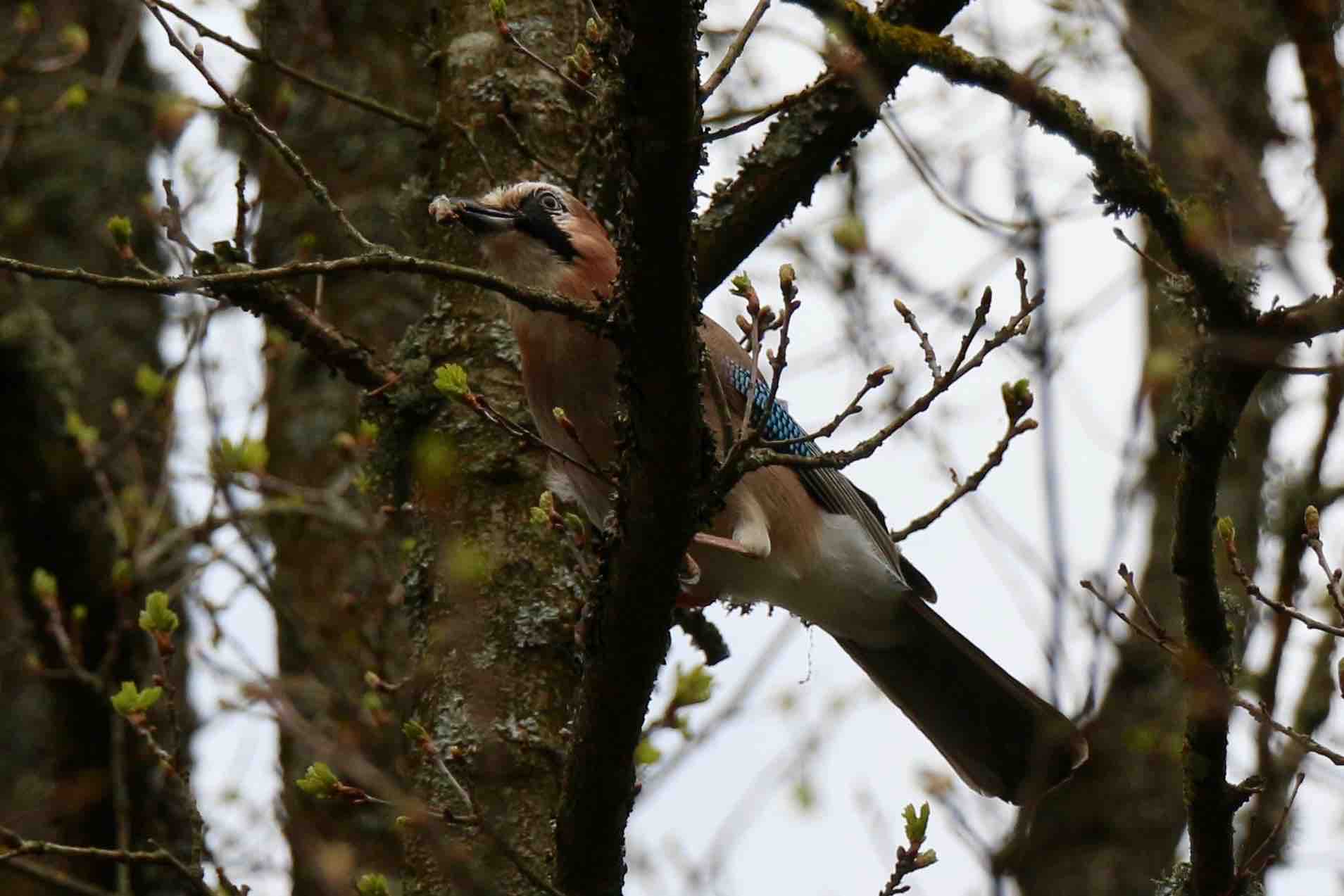 A somewhat nondescript Eurasian jay perched on a thin branch with something in its beak. Its tiny patch of blue is only partially in view at this angle.
