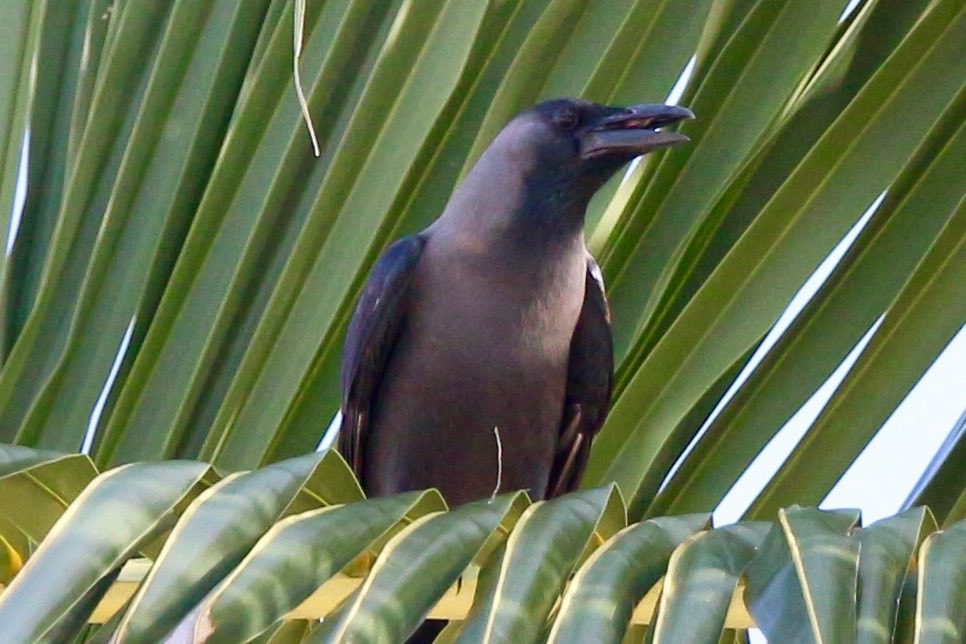 A run-of-the-mill house crow perched on a palm tree frond and cawing.
