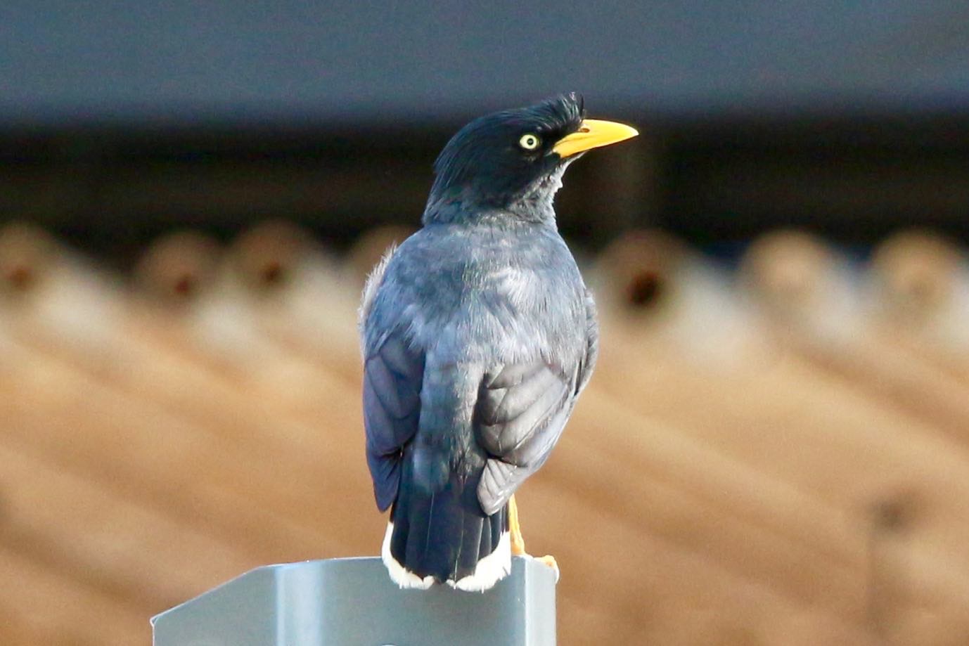 A cute little Javan myna perched on a post and looking backwards at the camera with a piercing yellow eye. It's a black and grey bird with a bright yellow beak.
