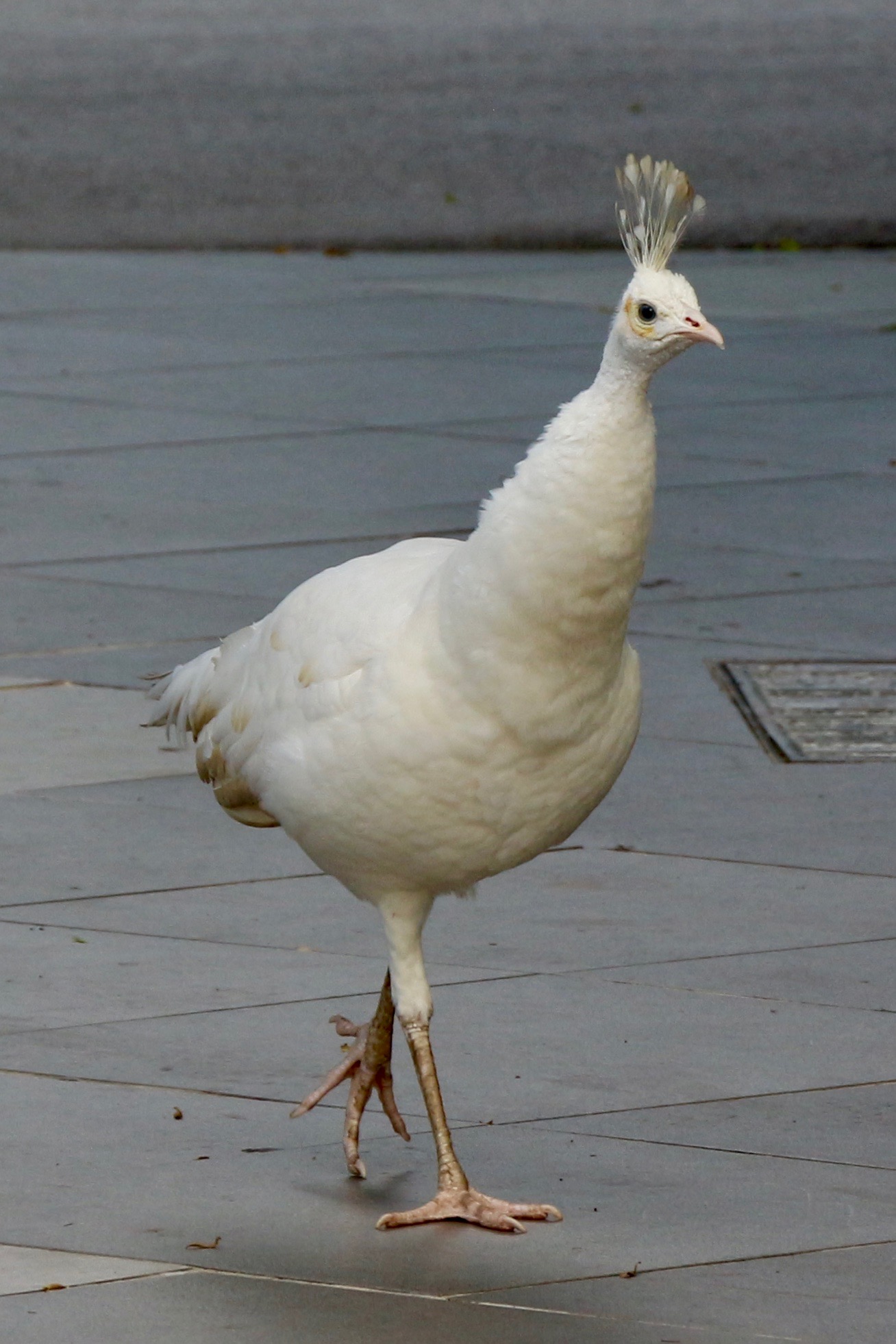 A completely white peafowl strutting on a sidewalk. It is not an albino peafowl but a leucistic one, because its eye colour is dark even though the rest of it is pale due to a lack of pigmentation.
