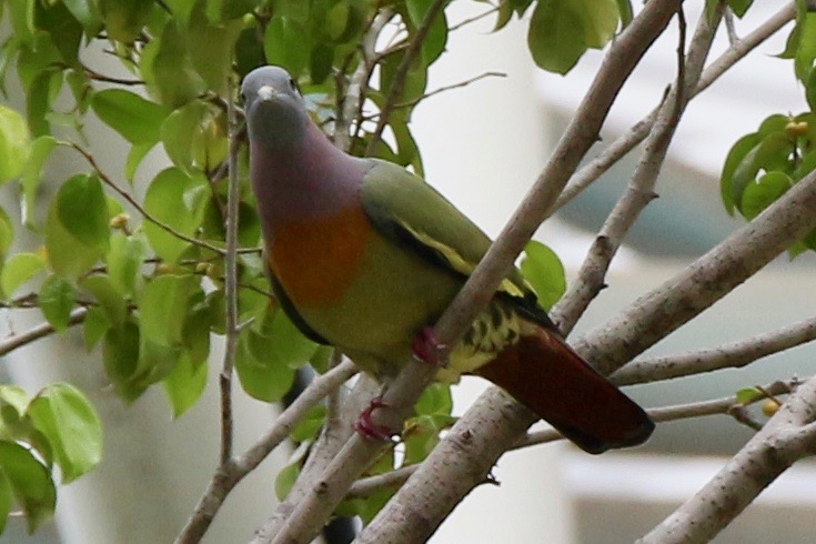 A very tropical-looking pink-necked green pigeon. This bird is an explosion of colours perched on this twig, with a green body, an orange band across its breast, a pink neck, and a greyish head.
