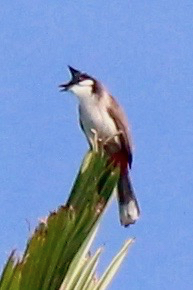 A blurry red-whiskered bulbul perched at the very top of a far away tree. Its crest is up and it is singing and showing its red whiskers as well as its red vent. The rest of the bird is white, brown and black.
