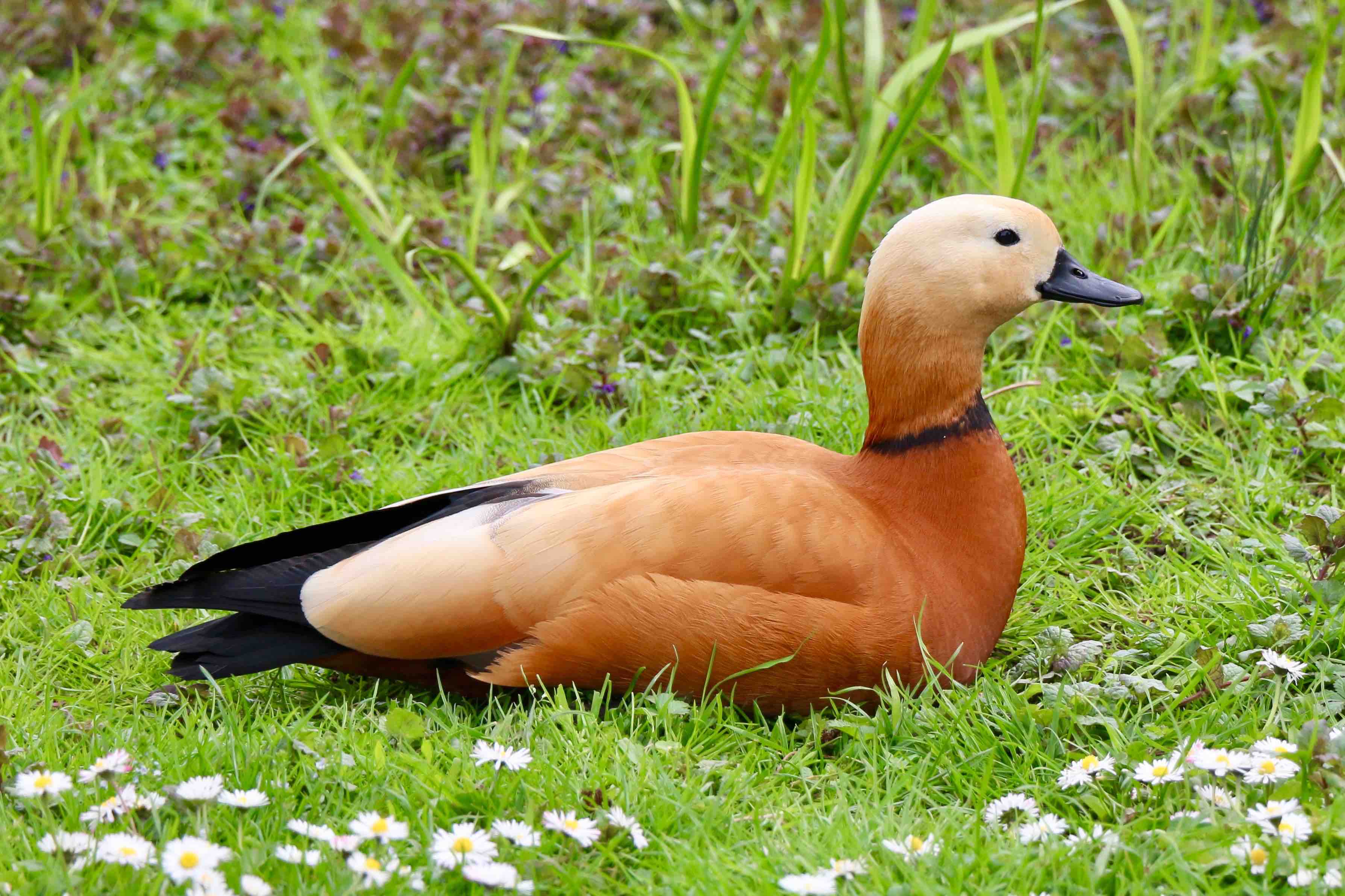A ruddy shelduck sitting pretty in some grass and looking like an airbrushed model. Its brown feathers are coloured in a perfectly smooth gradient, and the black of its eye, beak, neck ring and tail look like accent jewellery.
