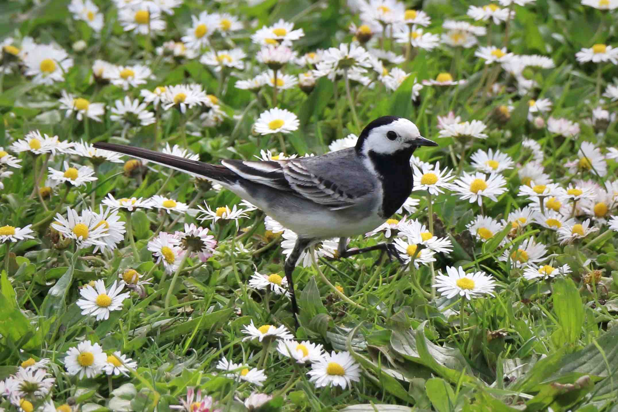 A white wagtail that looks like it's skipping through a field of daisies. It is mostly white and grey, with a black cap and a black bib that makes it look quite distinguished.
