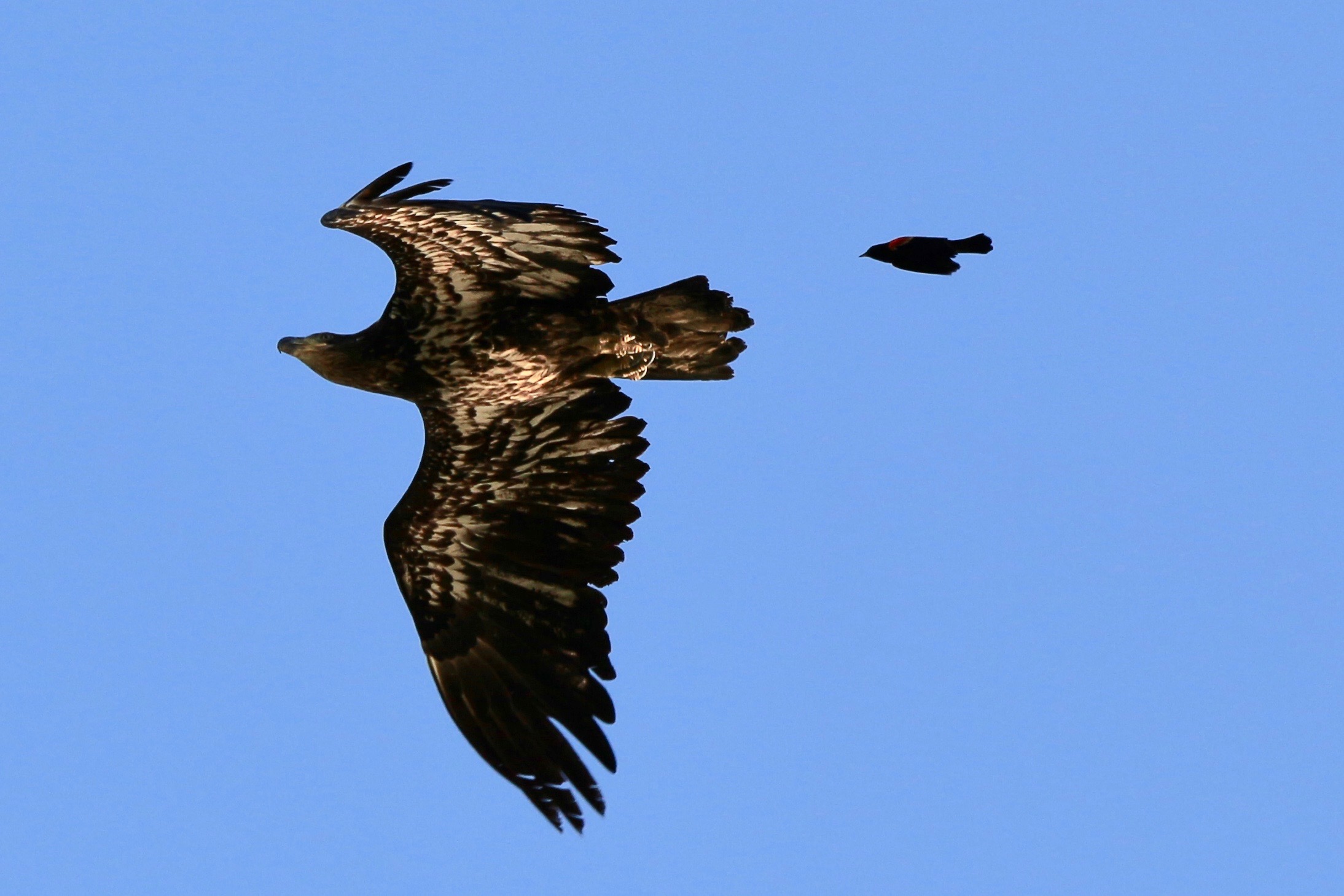 A juvenile bald eagle with streaky brown and white feathers flies directly above me and is being mobbed by a male red-winged blackbird that is much smaller and looks completely silhouetted against the blue sky.
