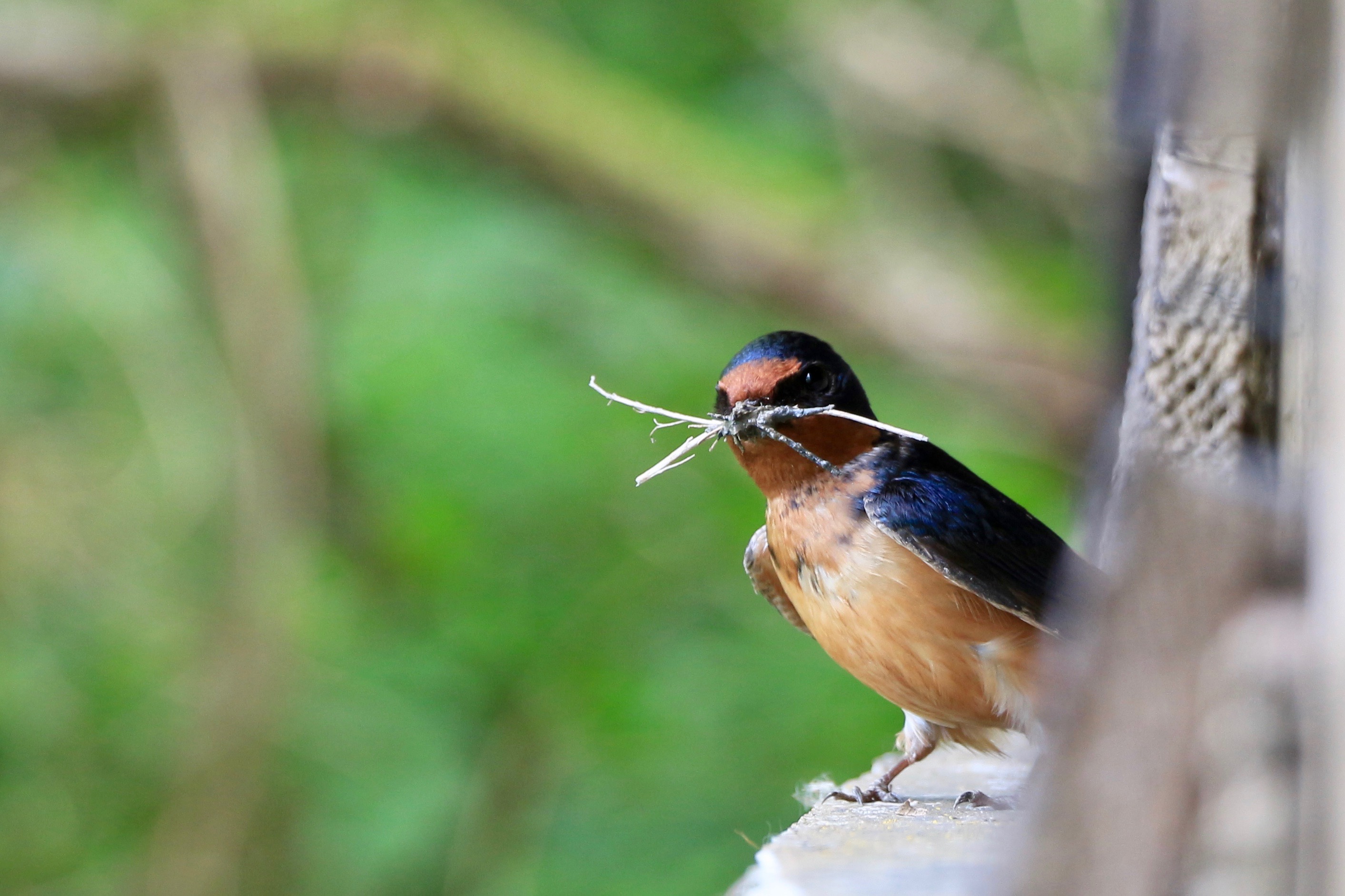 A sweet barn swallow captured with its beak full of twigs from within a bird blind. Barn swallows are tiny and full of beans, and they're very colourful with red faces, blue heads and backs, and an orangeish breast.

