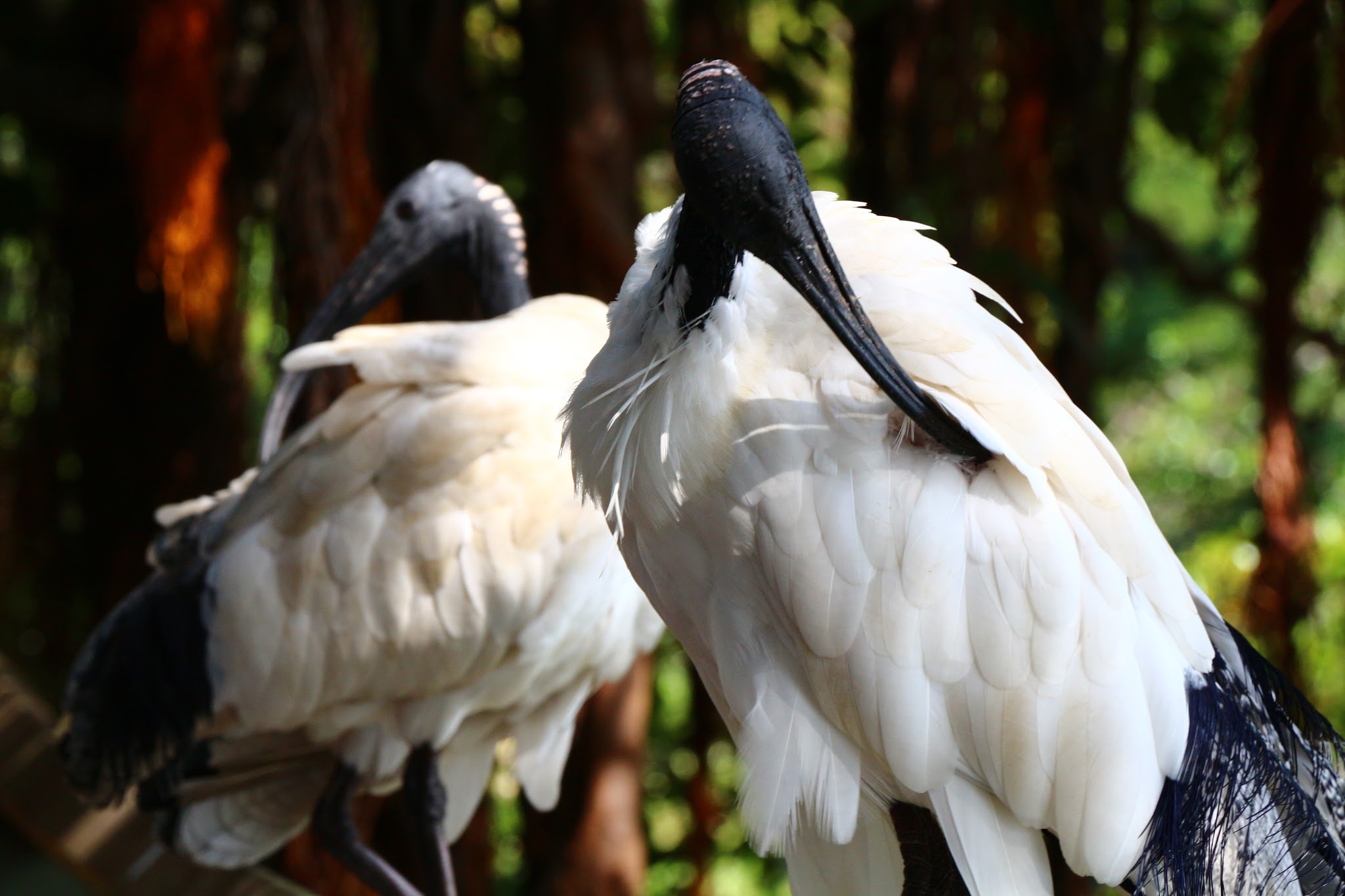 Two black-headed ibises preening. They are large birds with white feathers on their bodies and jet black heads. They have scythe-like bills that curve downwards that they are currently using to preen.
