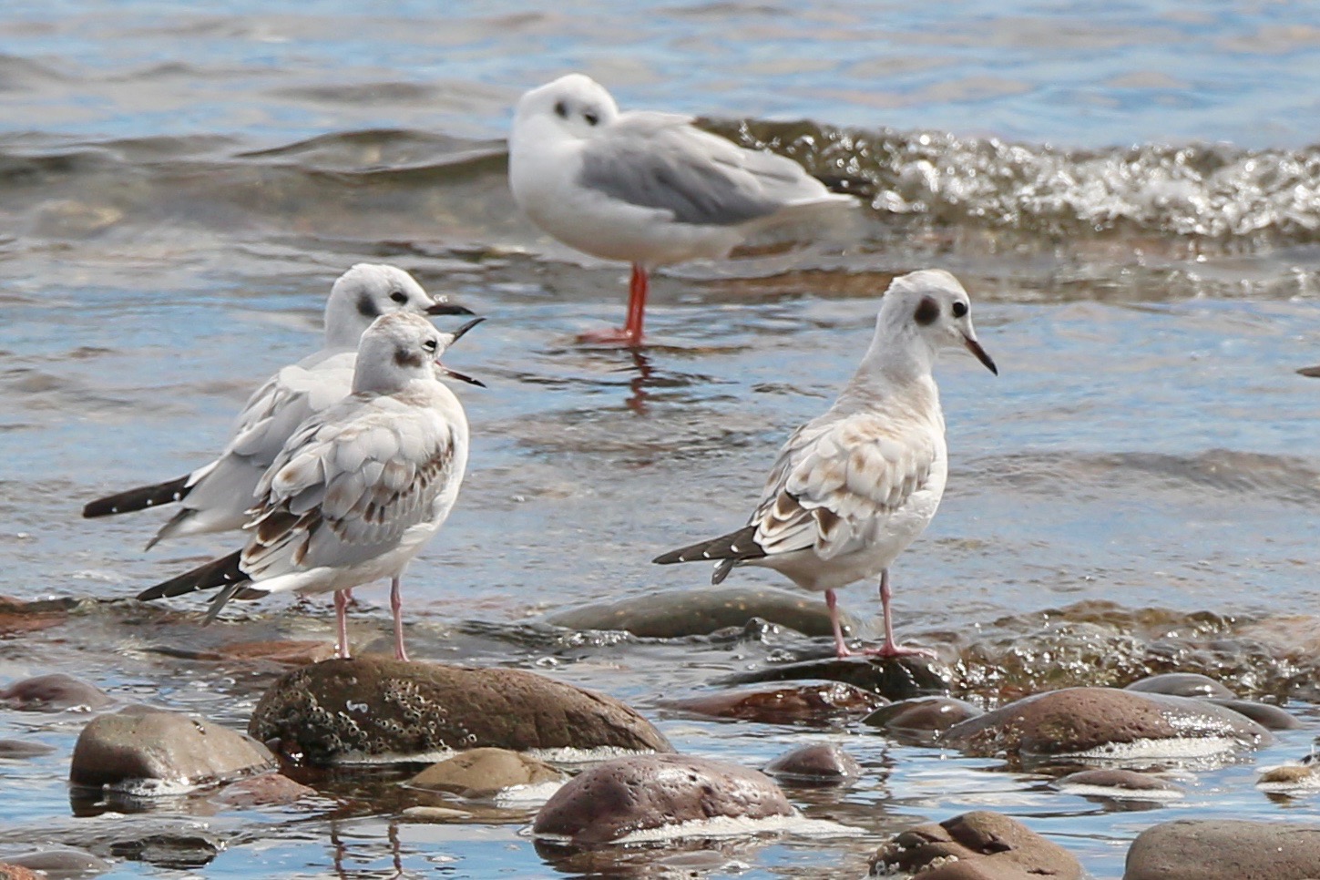 Four Bonaparte's gulls are standing at the shore as waves lap at their feet. One of the gulls has its bill open and its eyes half-closed in a yawn. These gulls are small, white and grey, with pink legs, slender, dark bills, and a black spot on their cheeks since they are in non-breeding plumage.
