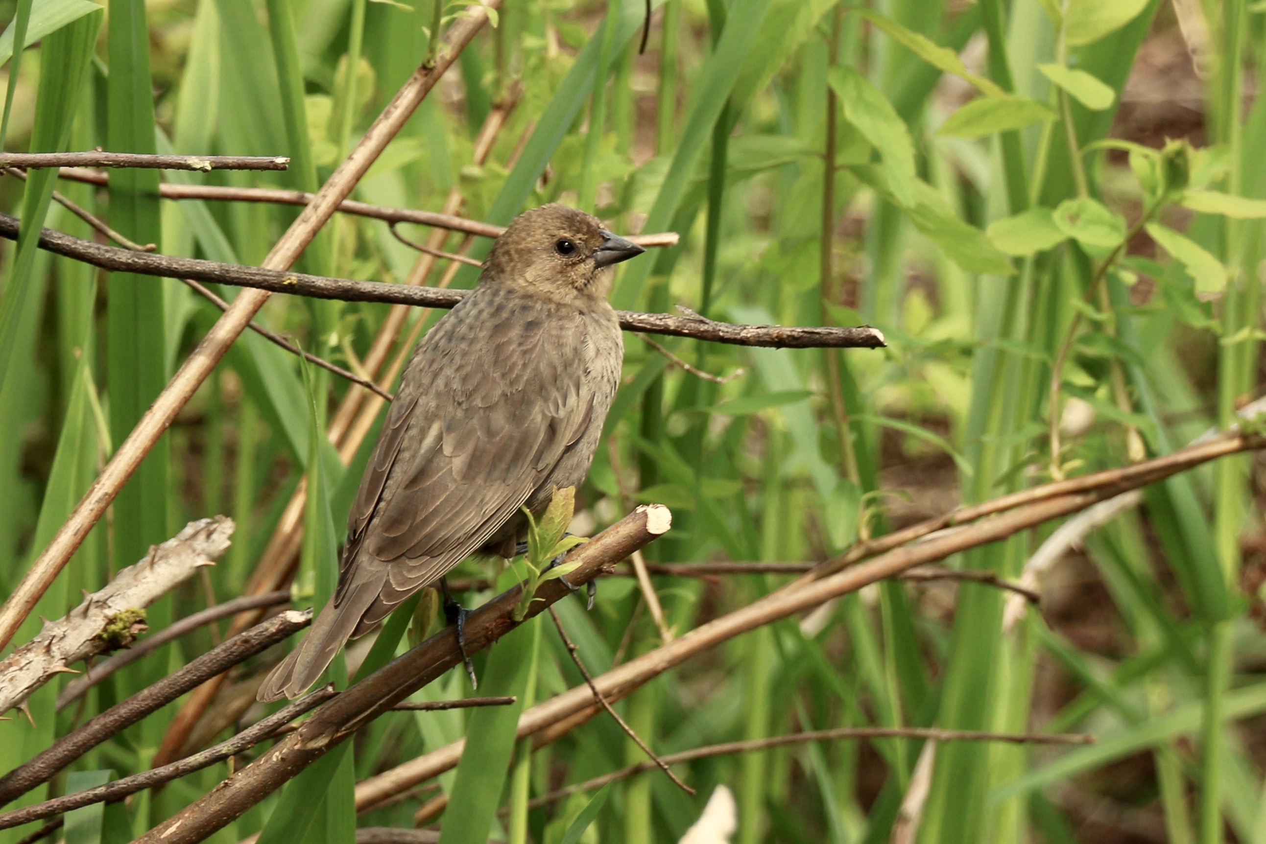 Female cowbird perched on a twig in the middle of tall grass. It's a small bird with brown, drab feathers all over its body.