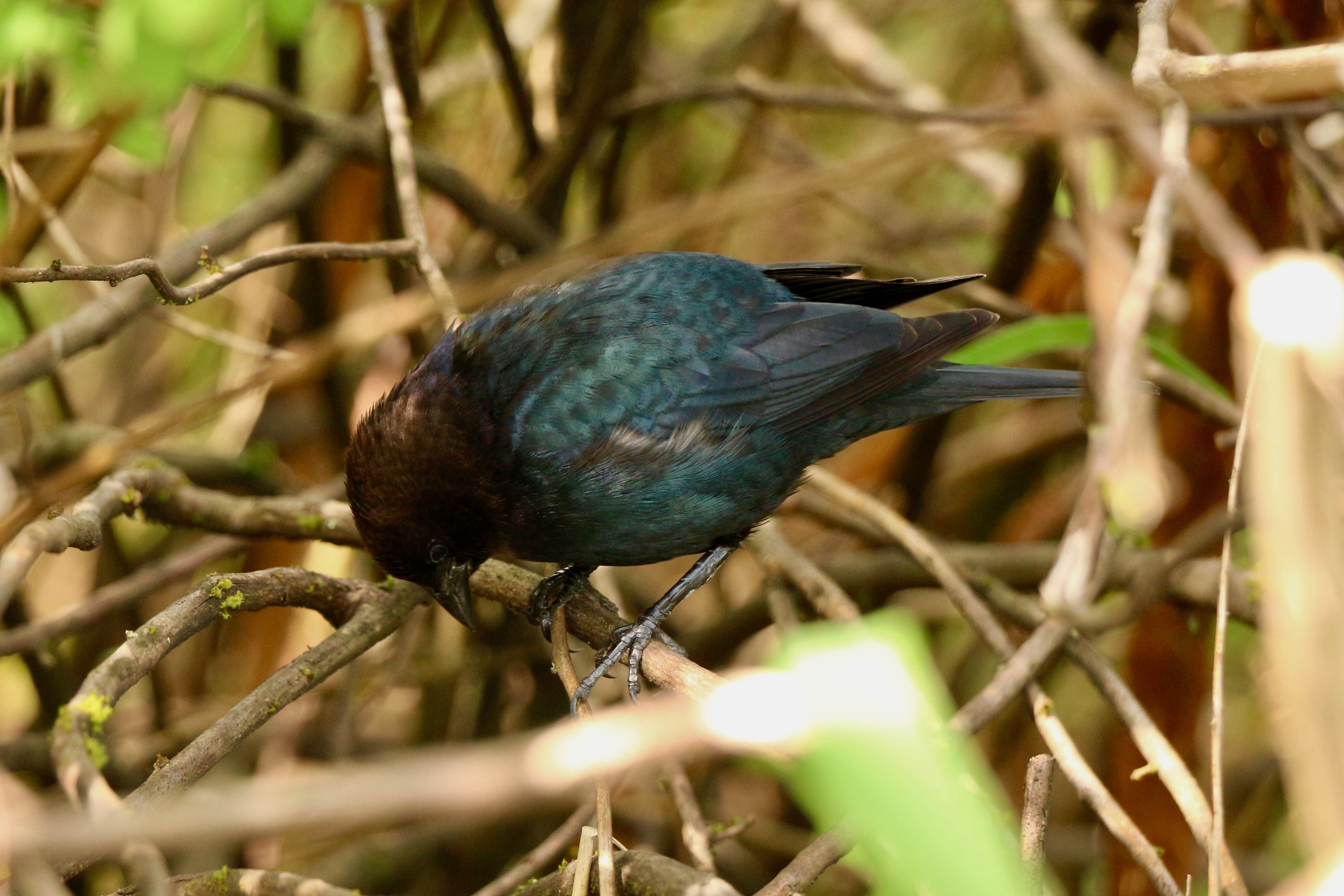 Male brown-headed cowbird perched on a twig peering down at something below it. It is a small bird with a brown head and iridescent blue-green plumage on the rest of its body.