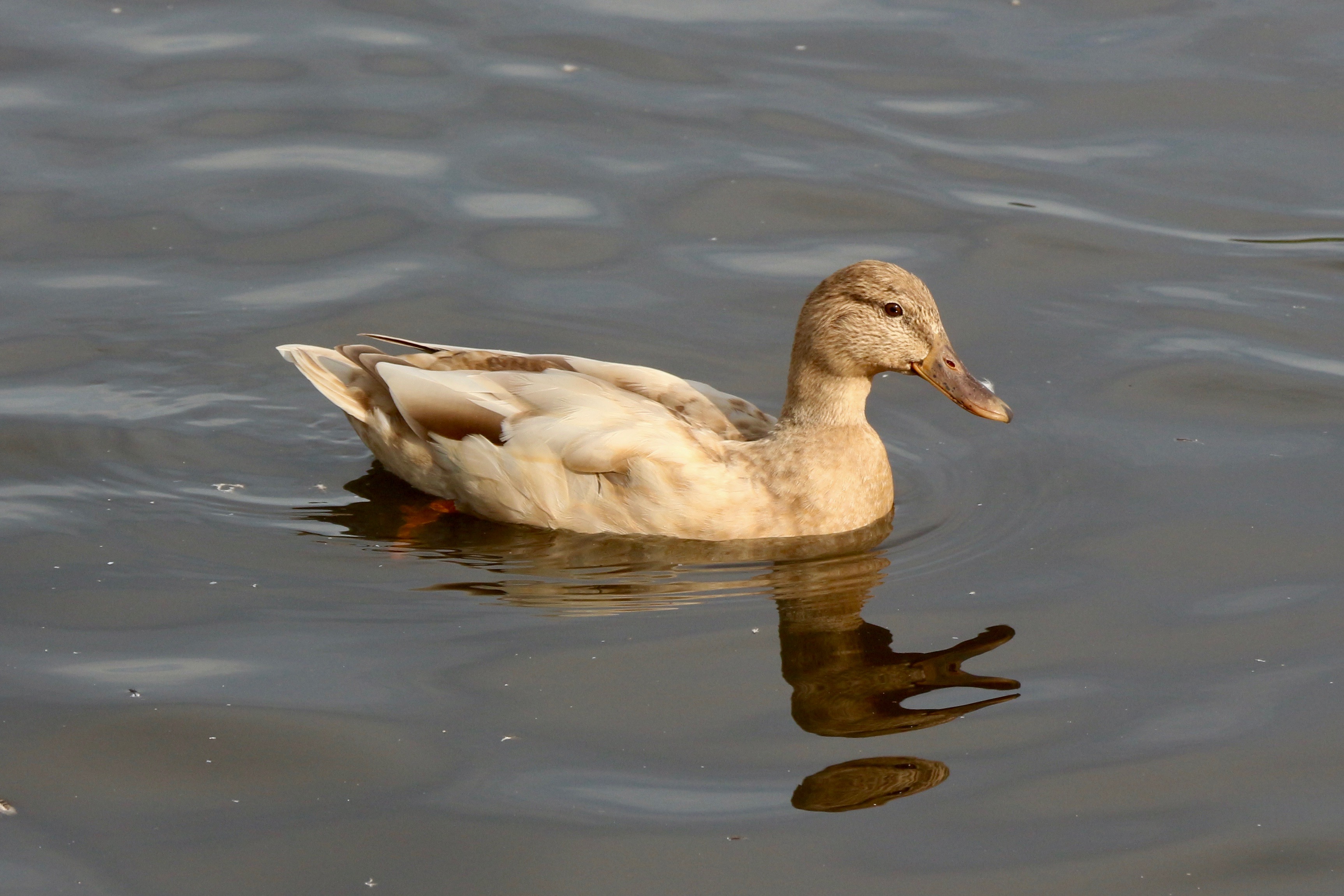 A leucistic female mallard floats in water. It is not an albino duck because albino ducks have a complete absence of melanin (all its feathers would be light and its eyes would be pink) whereas this one has some patches of darker feathers and it has brown eyes, indicating decreased melanin rather than a complete lack of it altogether.

