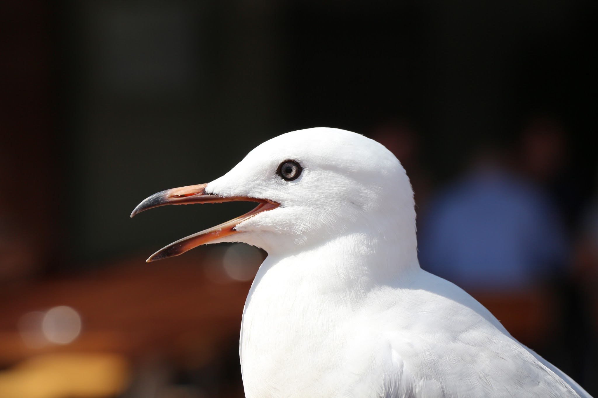 Close-up of the head of a silver gull in profile view with its bill open. It has bright white feathers, a reddish bill that's black at the tip, a pale eye, and a dark black eye ring that looks almost like eyeliner.
