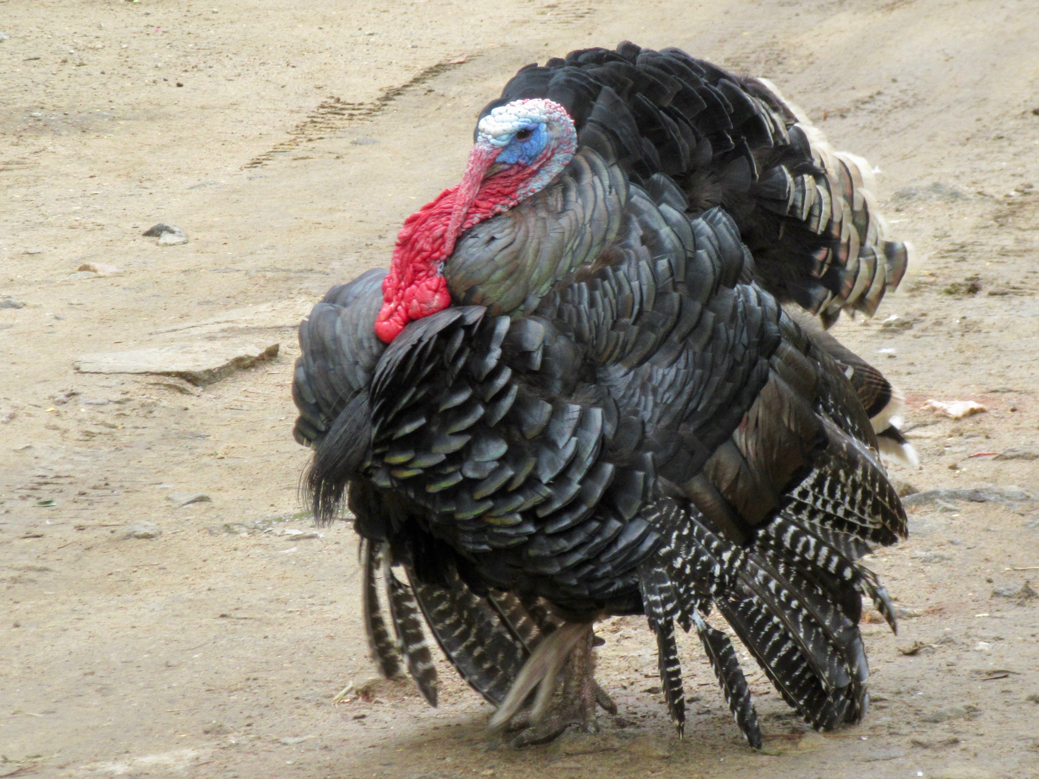 A domesticated turkey in full glory. It is a very large bird in all dimensions, shaped almost like a ball of black feathers. They have tiny heads with pink skin that extends down to their necks. This one's fluffed up all its feathers and fanned out its tail to display for me and my camera.
